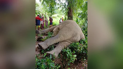 elephant