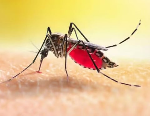 Japanese Encephalitis