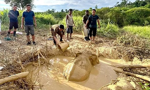 Wild baby elephant