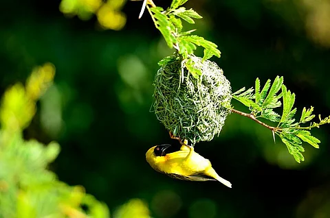 Grassland Bird