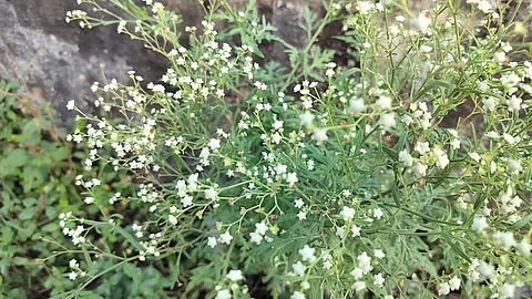 parthenium plants