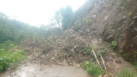 Seijosa