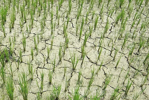 AASU stages statewide protests against ‘inept’ Irrigation department