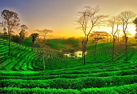 Assam