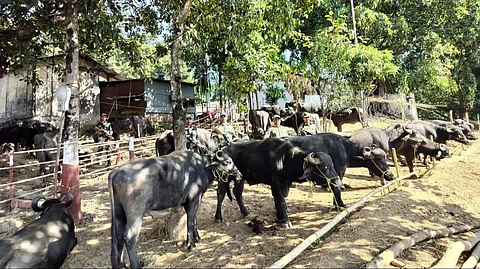 Cattle smuggling
