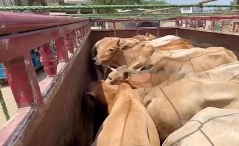 The rescued cattle