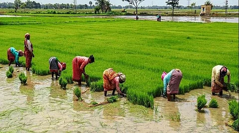 paddy sowing