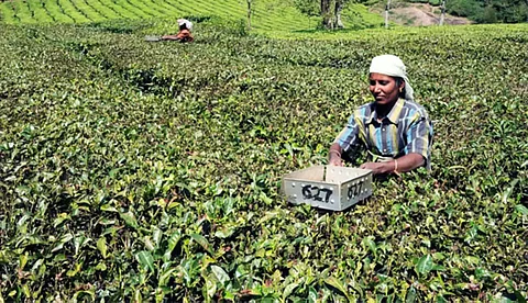 Small Tea Growers