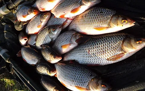 fisheries