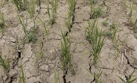 Drought hit Nalbari area in Assam