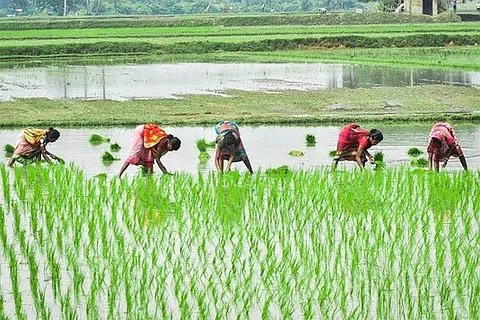 PM Dhan-Dhaanya Krishi Yojana