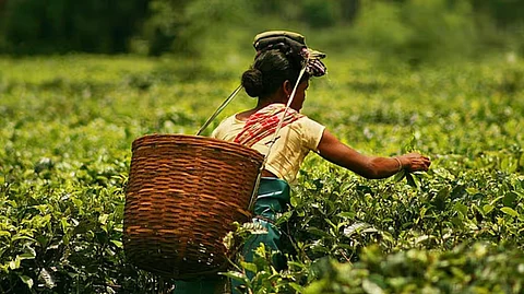 Assam tea sector,