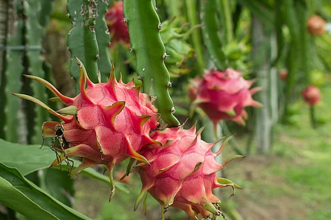 dragon fruit