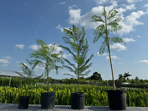 Jacaranda