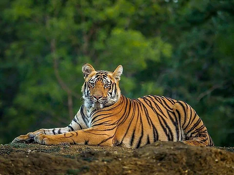 save Tigers