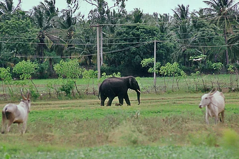 Human-elephant conflict
