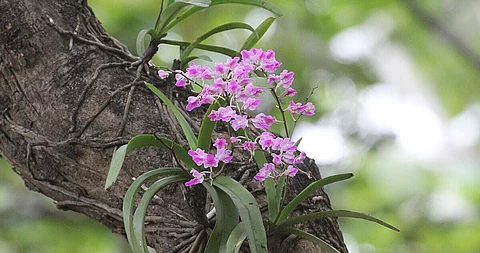 Orchid Mission