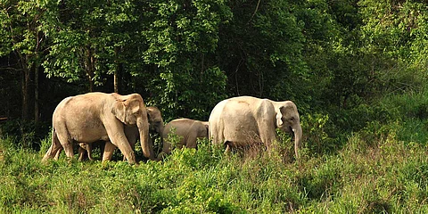 elephants