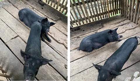 African swine fever