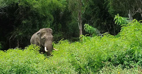 Wild elephants