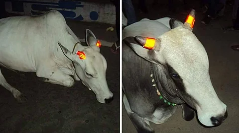 stray cattle