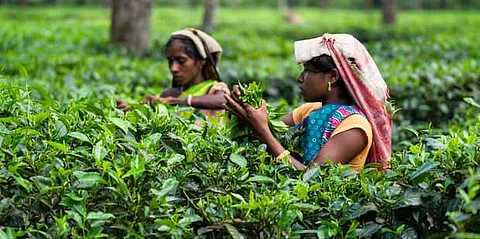 tea industry