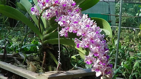 Kaziranga Orchid Park