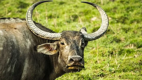 Wild buffalo