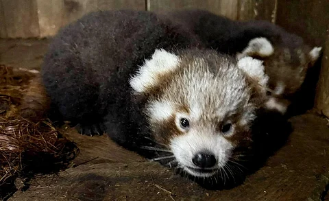 Red panda cubs