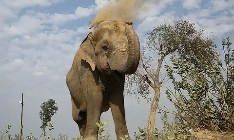 elephant