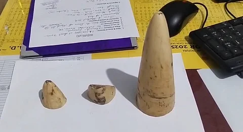 elephant tusks