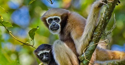 Dr. Dilip Chetry Urges India to Protect the Only Ape in India, Northeast’s Gibbons From Extinction