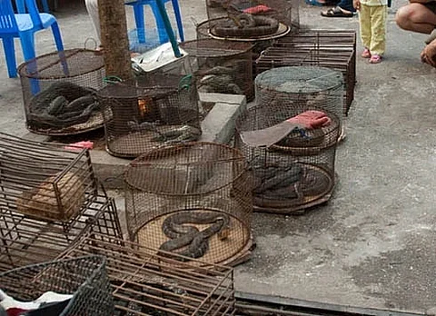wildlife crime