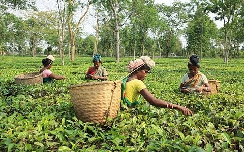 Tea production