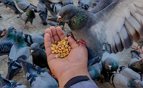 Woman Attacked With Iron Rod, Elderly Father Choked Over Pigeon Feeding Dispute