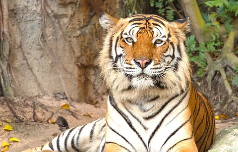 tiger attacks