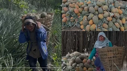pineapple