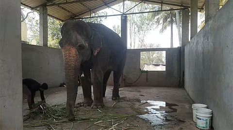 ‘Will work for safe, dignified return of elephant Madhuri after Court’s approval’: Vantara