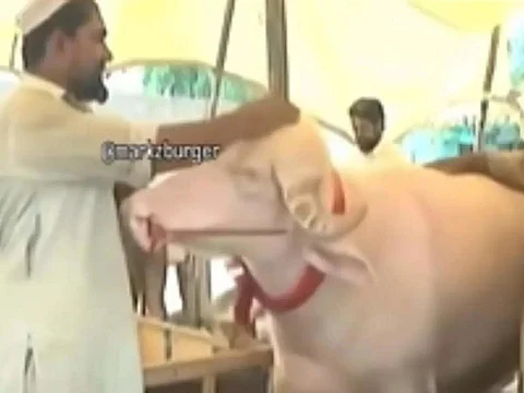 ‘Donald Trump’ the Bull? Pakistani White Bhainsa with Golden Hair and Blue Eyes Goes Viral