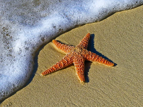 Mystery of 5 Billion Dead Sea Stars Finally Solved