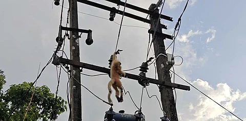 Golden langur