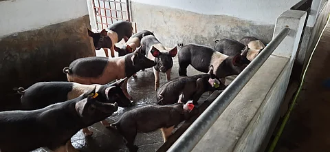 pig breeding farm