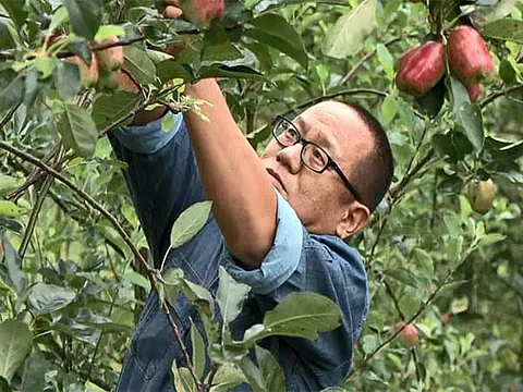 Manipur farmers find sweet success in apples