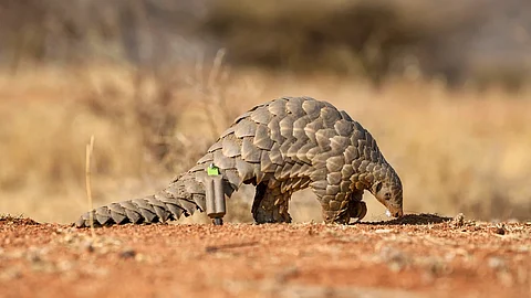 Pangolin