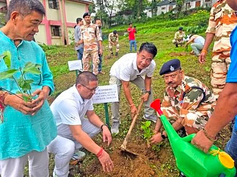 tree plantation