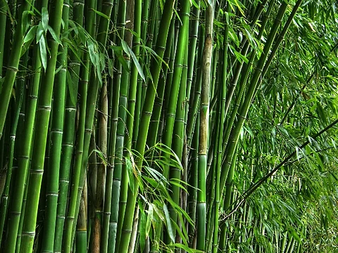 ‘Arunachal to lead clean energy with bamboo ethanol plant’: Minister Ojing Tasing
