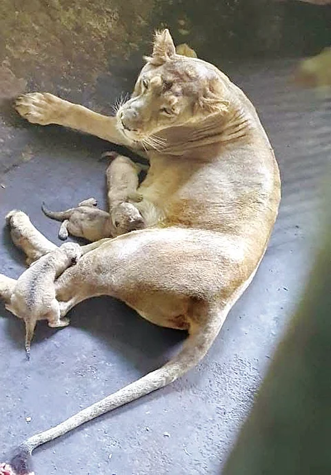 Asiatic Lion Cubs