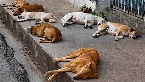 ‘Unscientific, never worked’: PETA slams SC order for removal of 1 million stray dogs in Delhi
