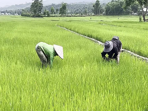 Lost harvests