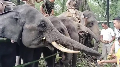World Elephant Day